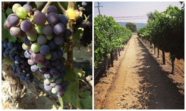 Napa Valley, CA | @kitchenability