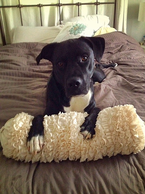 Archer in bed | @Kitchenability